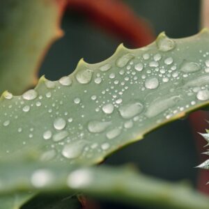 Babosa É Bom Para o Cabelo Crescer? Benefícios Científicos Comprovados