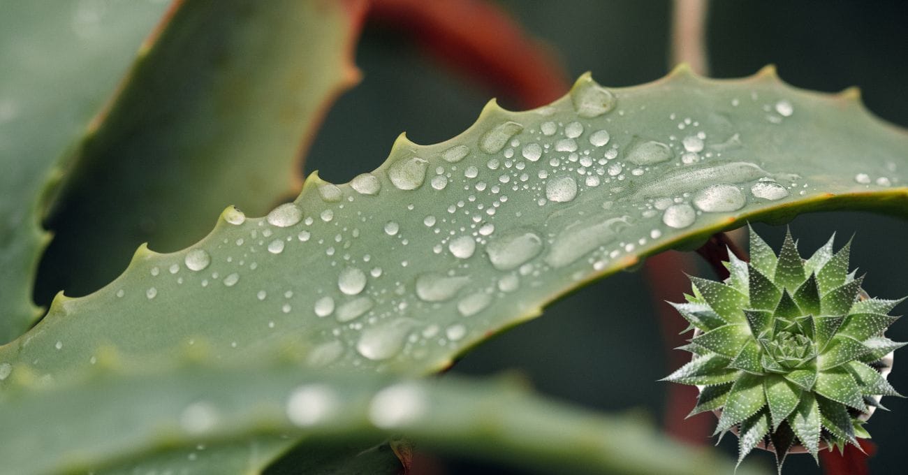Babosa É Bom Para o Cabelo Crescer?