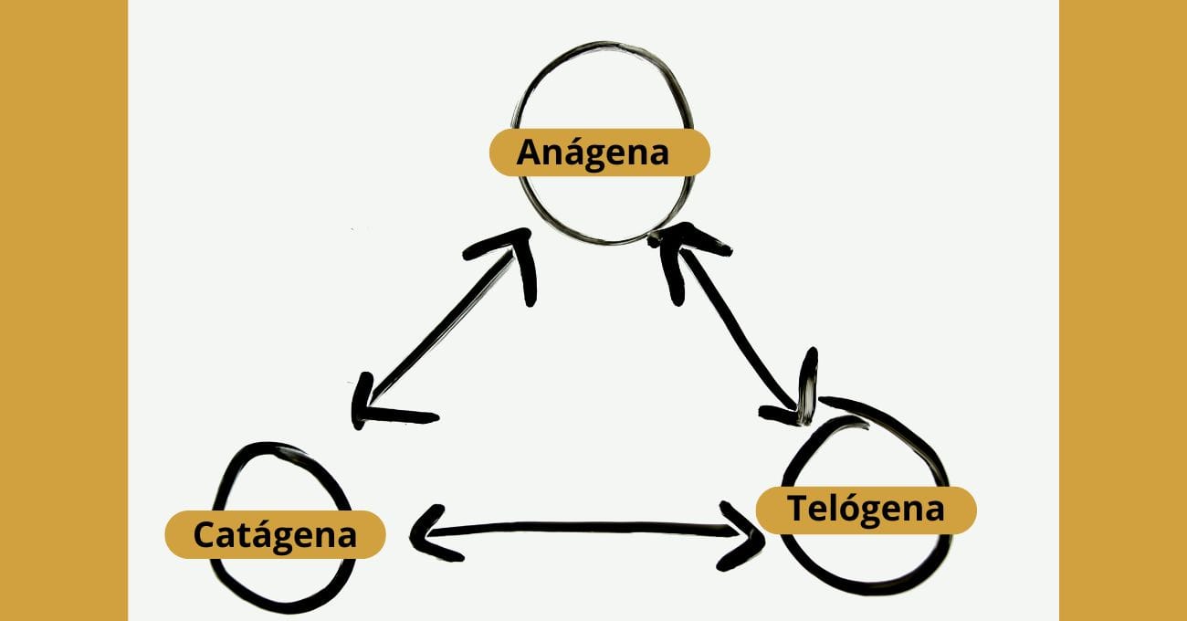Ciclo de Crescimento do Cabelo