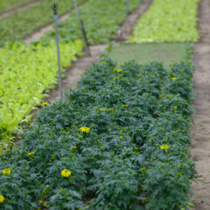 Benefícios da Ashwagandha: O Que Essa Planta Faz Pelo Seu Corpo