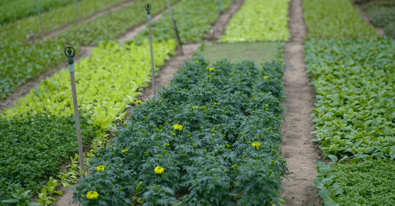 Benefícios da Ashwagandha